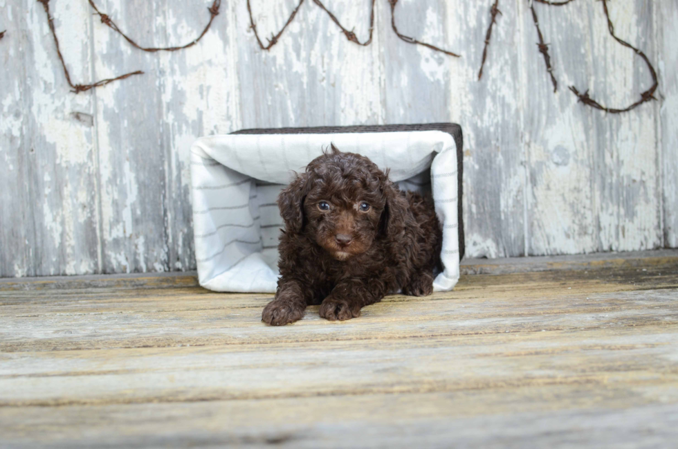Friendly Poodle Baby