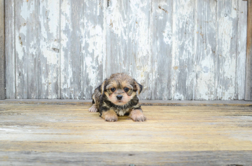 Morkie Puppy for Adoption
