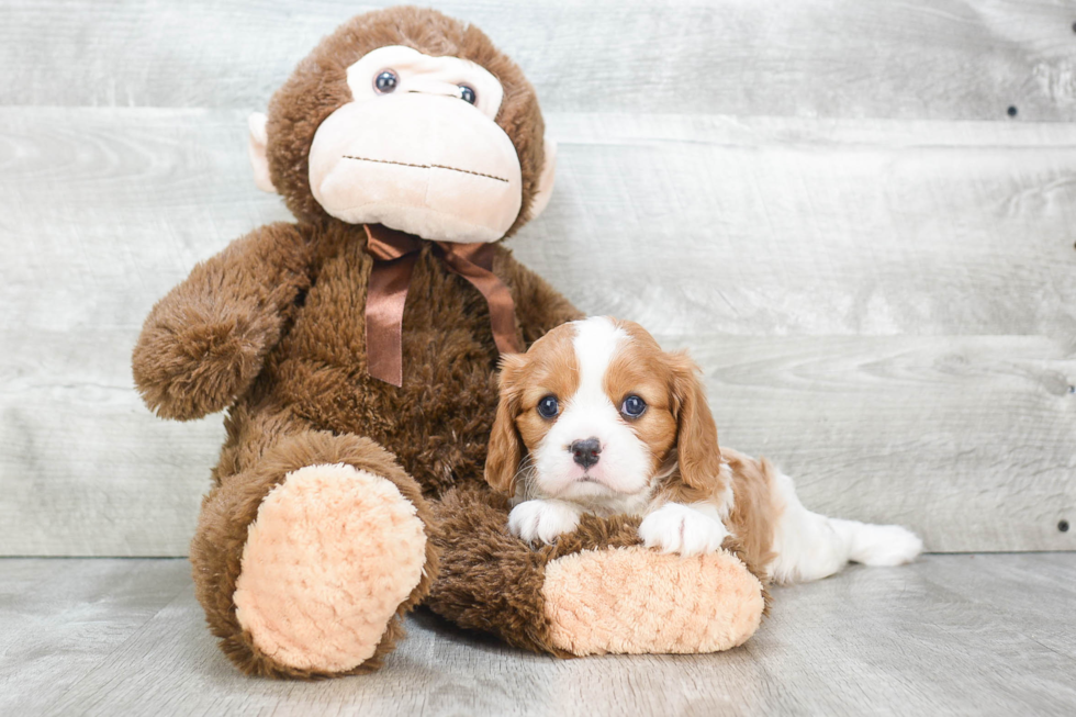 Cavalier King Charles Spaniel Pup Being Cute