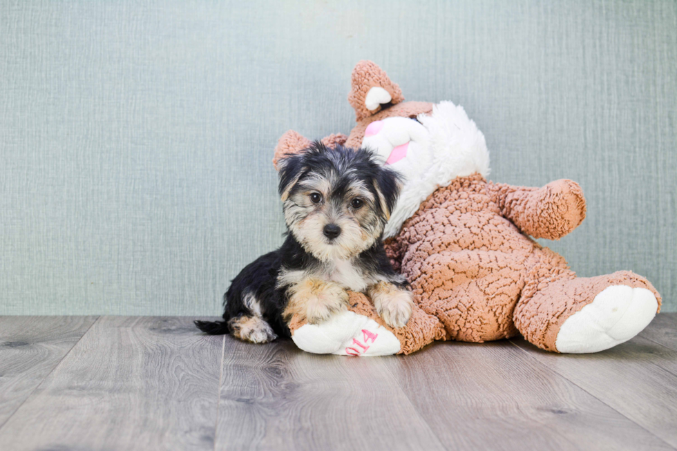 Little Yorkie Designer Puppy