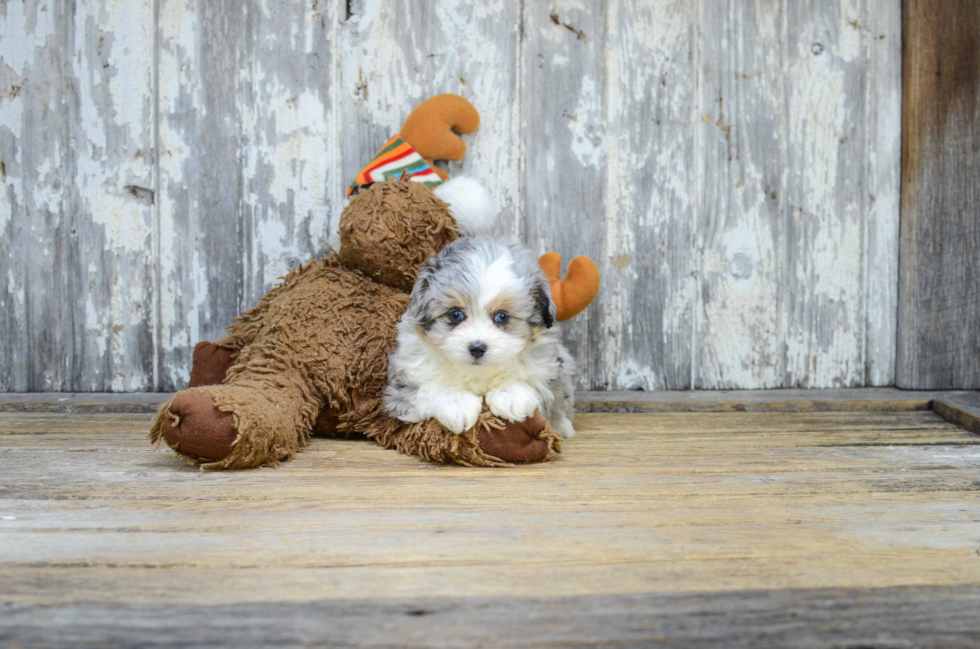Energetic Aussiepoo Poodle Mix Puppy