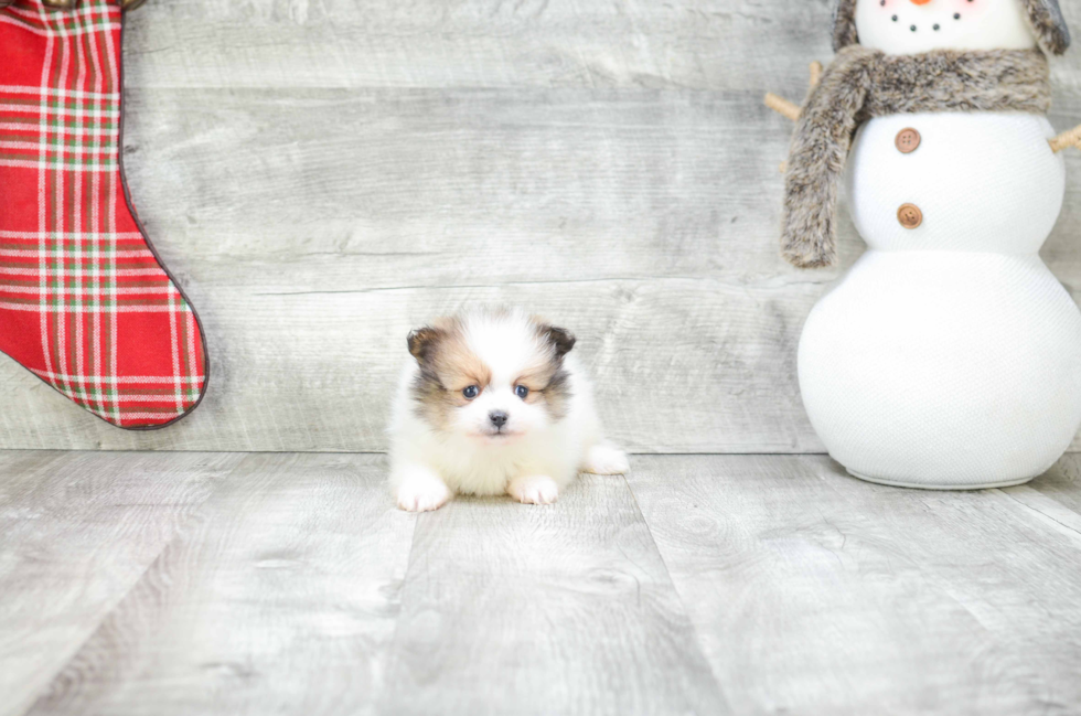 Pomeranian Puppy for Adoption