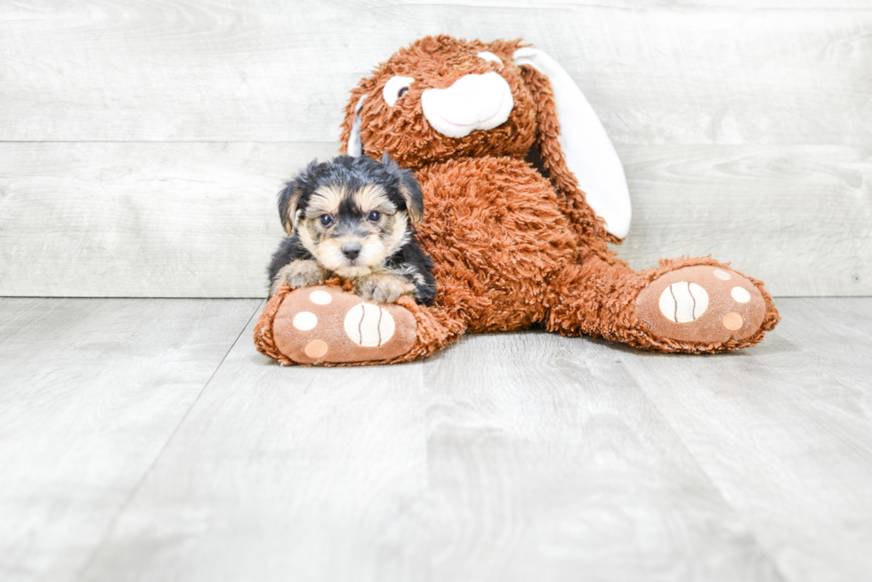 Friendly Morkie Baby