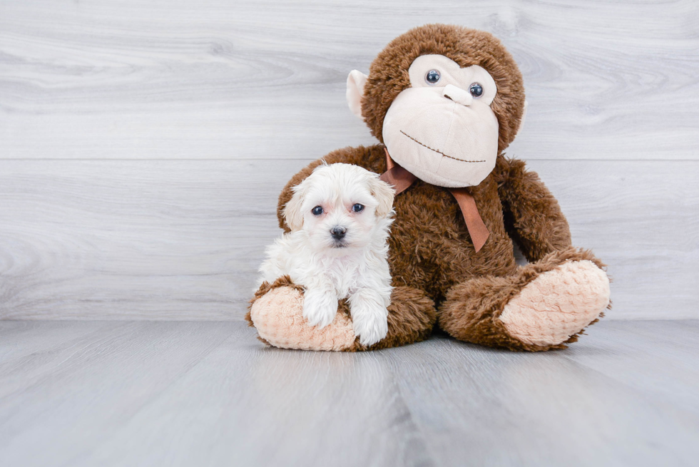 Friendly Maltipoo Baby