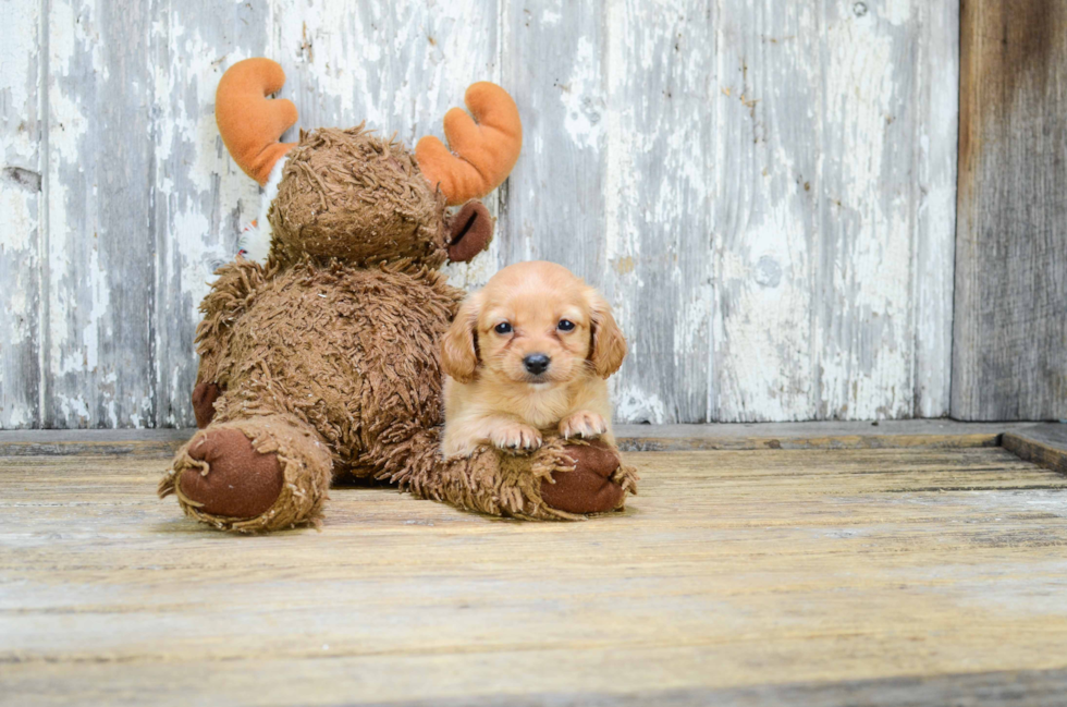 Energetic Cavoodle Poodle Mix Puppy