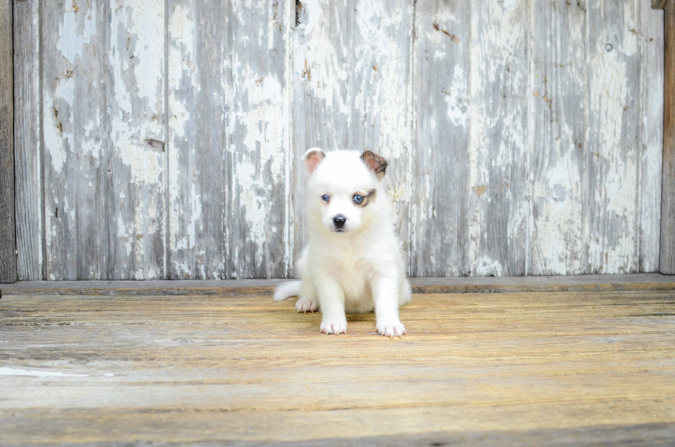 Petite Pomsky Designer Pup