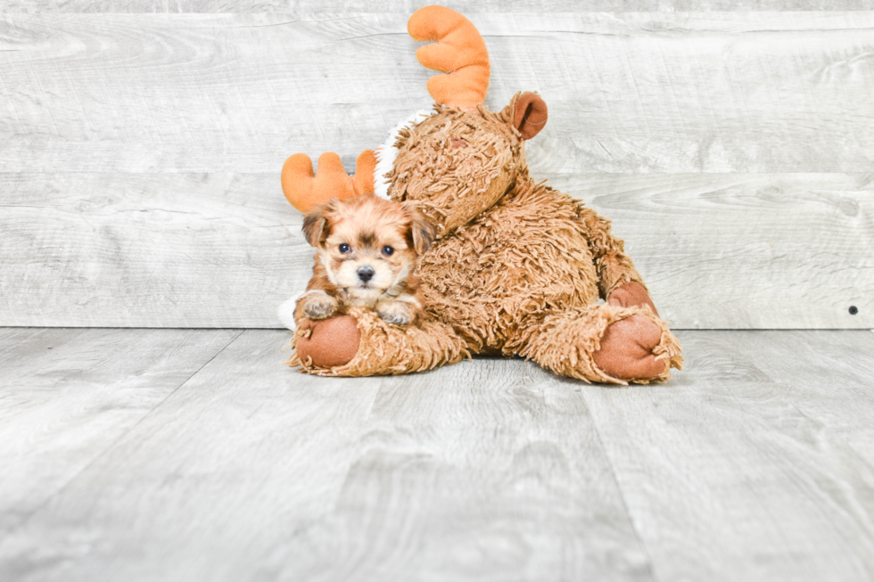 Morkie Puppy for Adoption
