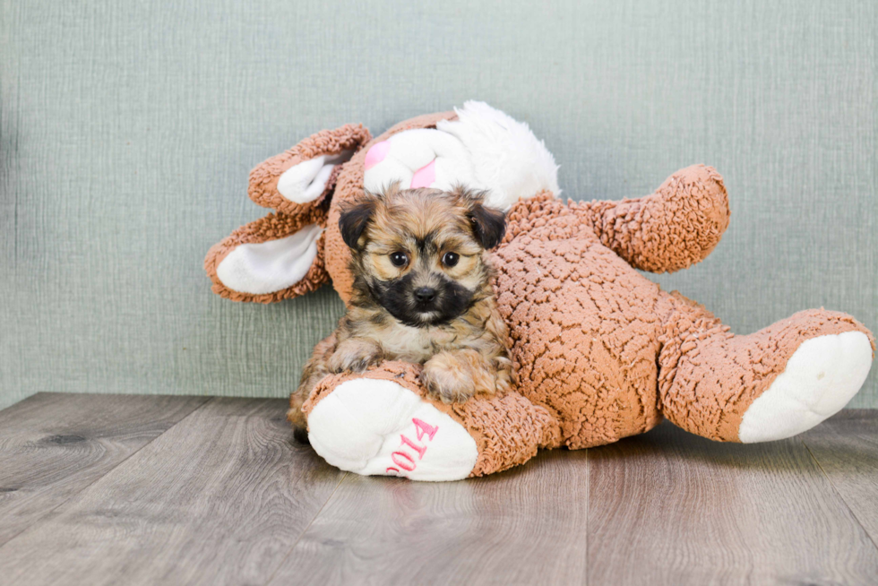 Morkie Puppy for Adoption