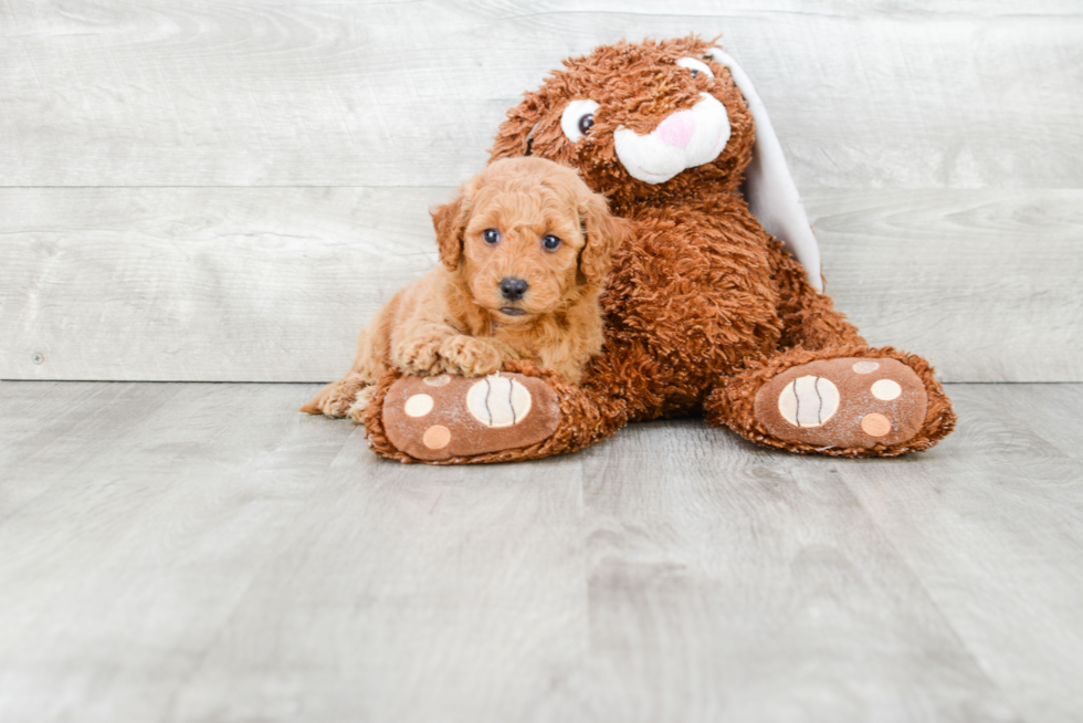 Mini Goldendoodle Puppy for Adoption
