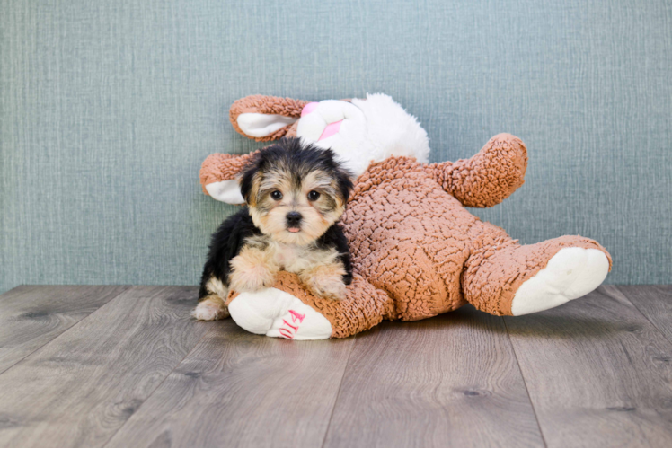Cute Morkie Baby