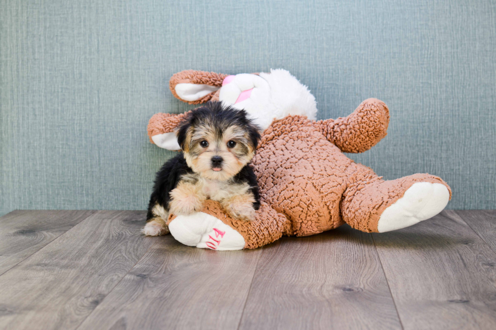 Cute Morkie Baby