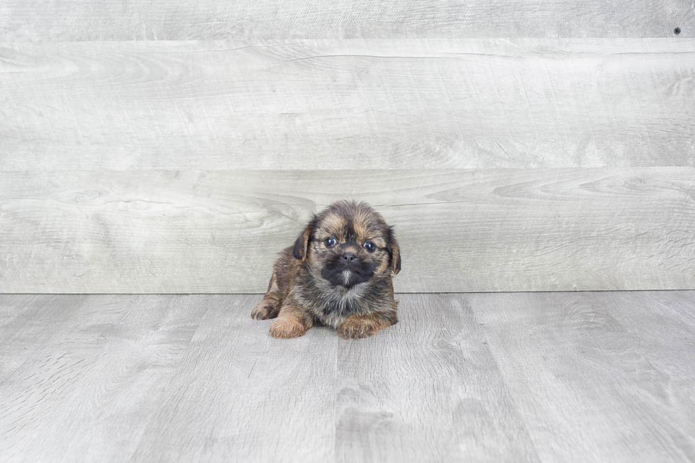 Funny Shorkie Designer Pup