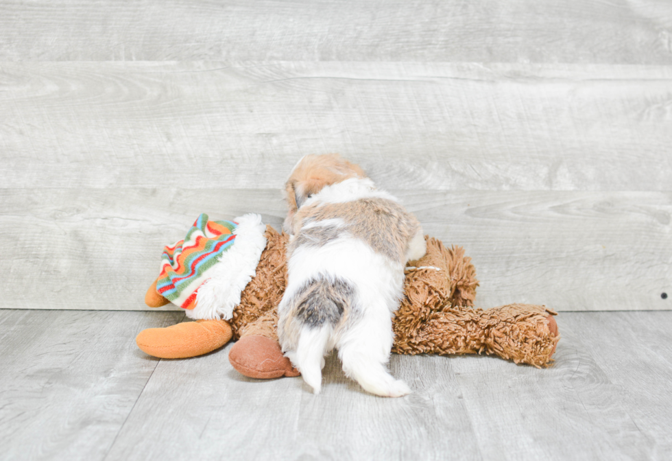 Smart Morkie Designer Pup