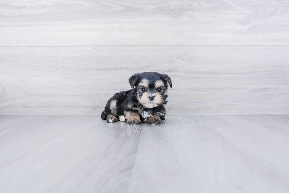 Smart Morkie Designer Pup