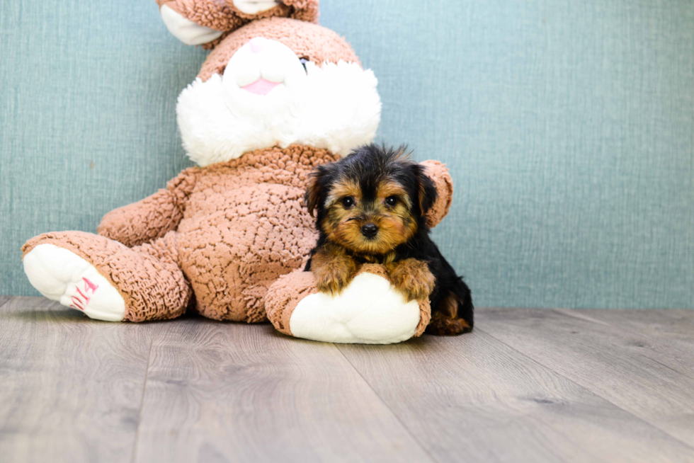 Meet Bella - our Yorkshire Terrier Puppy Photo 