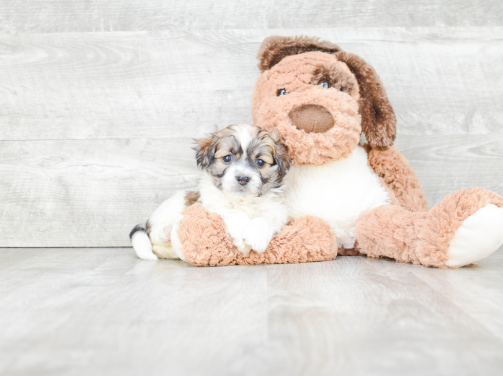 Funny Havanese Purebred Pup
