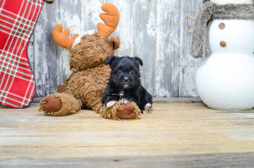 Small Yorkie Poo Baby