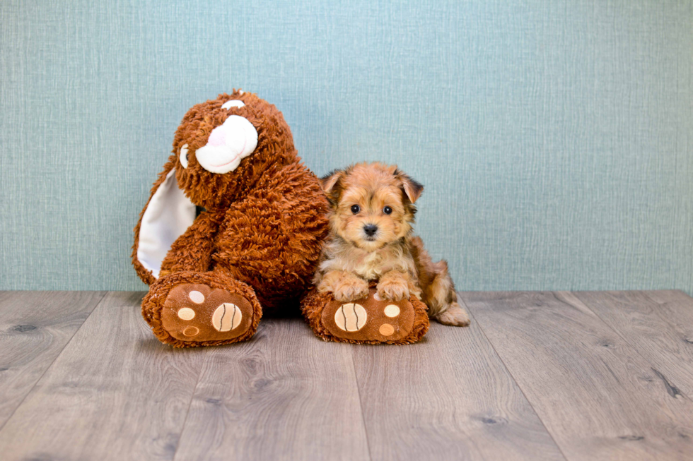 Best Morkie Baby