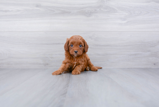 Smart Cavapoo Poodle Mix Pup