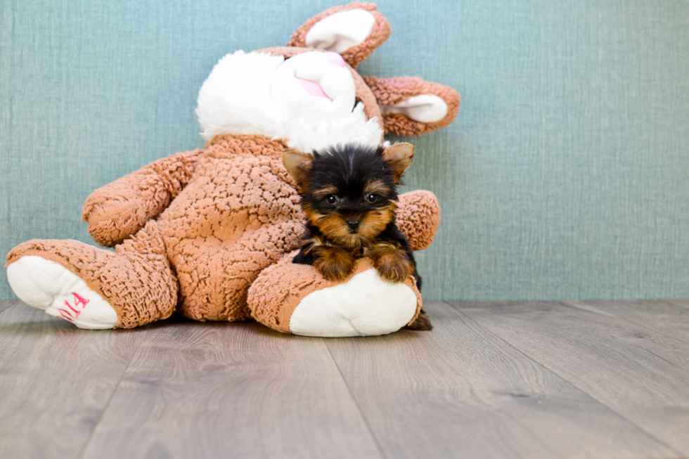 Meet Giselle - our Yorkshire Terrier Puppy Photo 