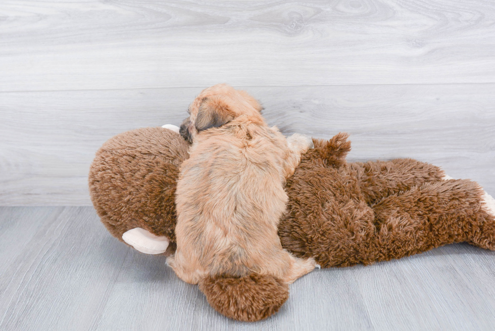 Popular Morkie Designer Pup