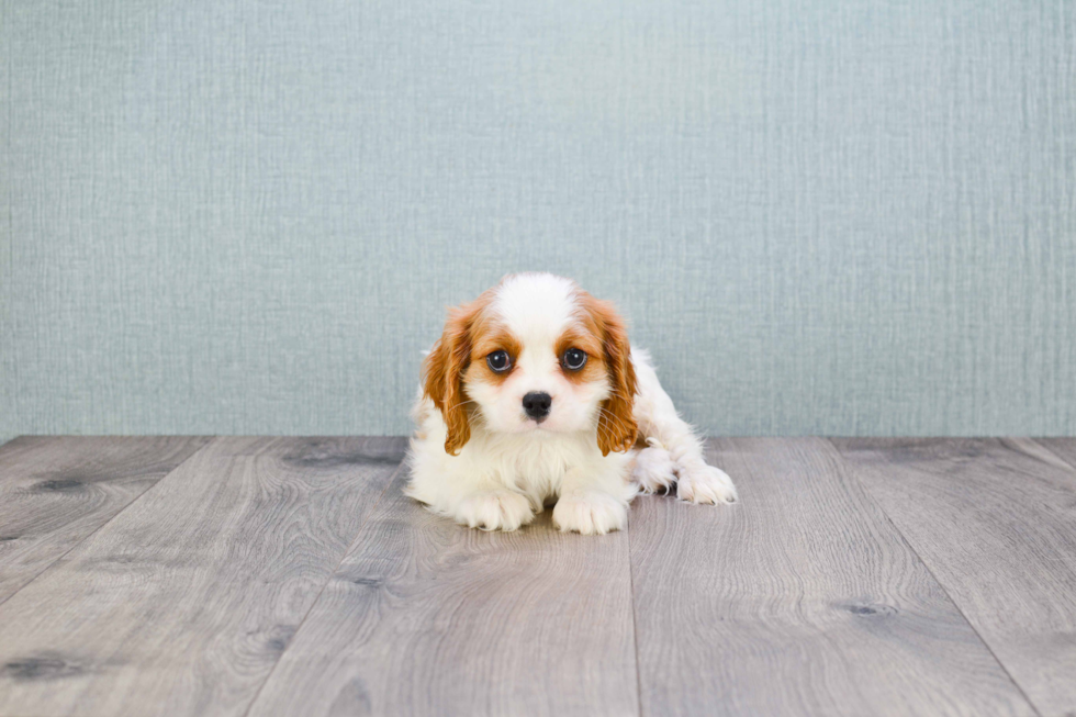 Cavalier King Charles Spaniel Puppy for Adoption