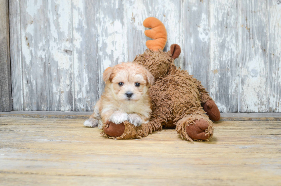 Sweet Morkie Baby