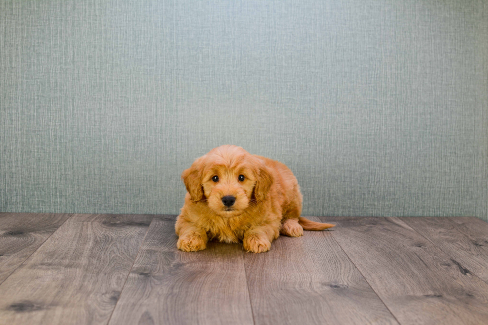 Fluffy Mini Goldendoodle Poodle Mix Pup
