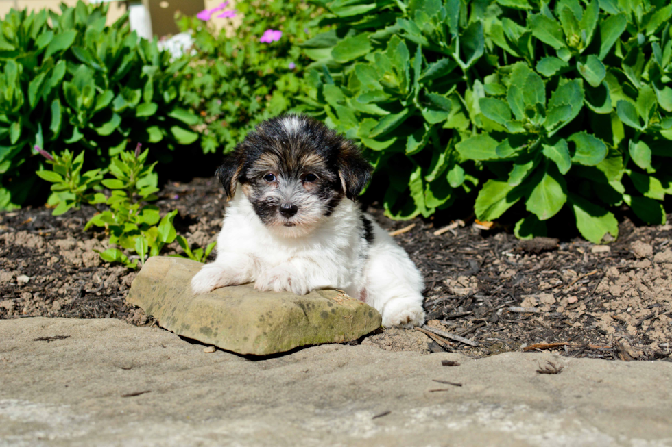 Morkie Pup Being Cute