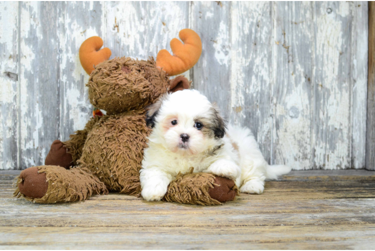 Teddy Bear Pup Being Cute