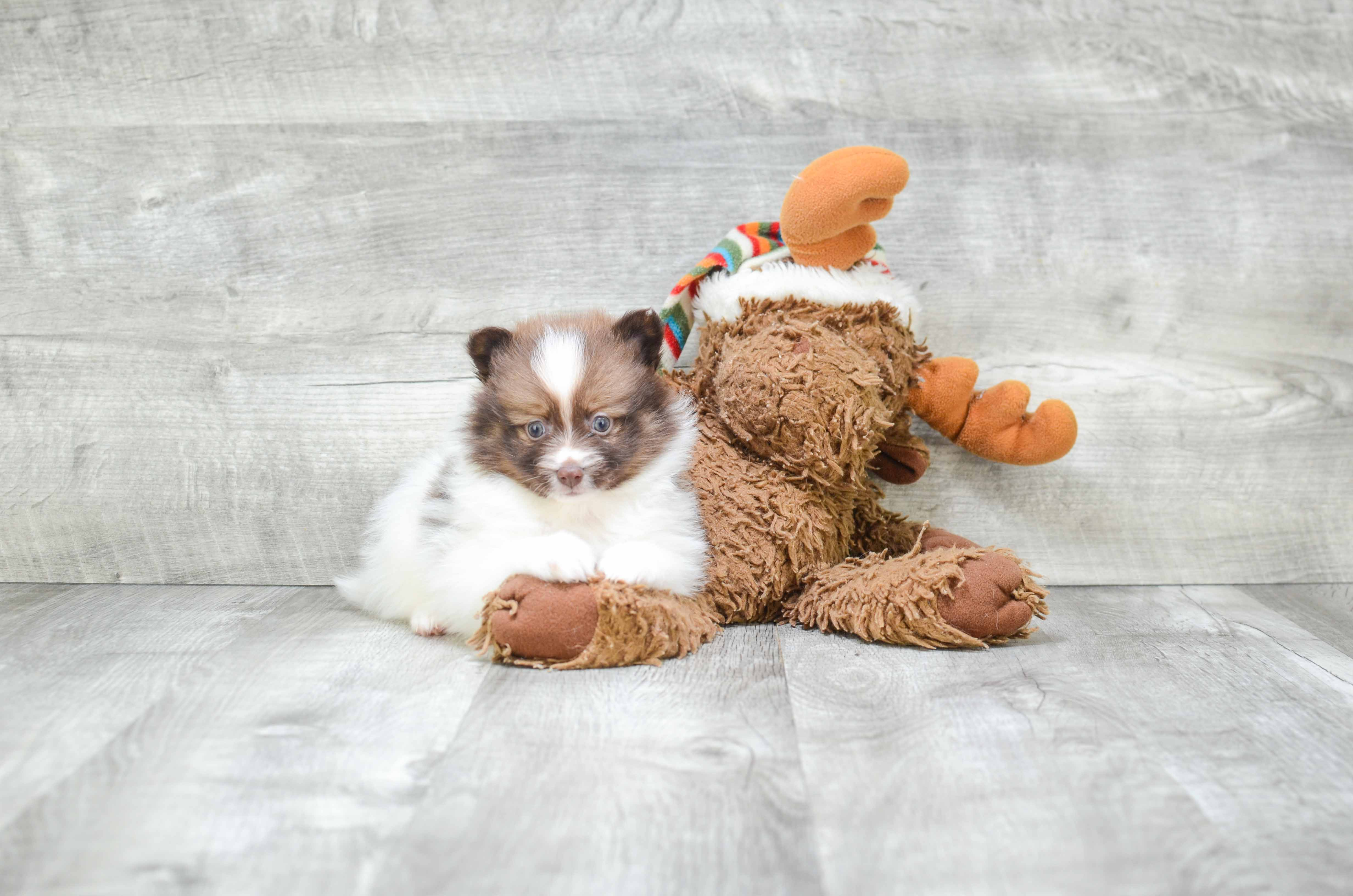 Best Pomeranian Baby