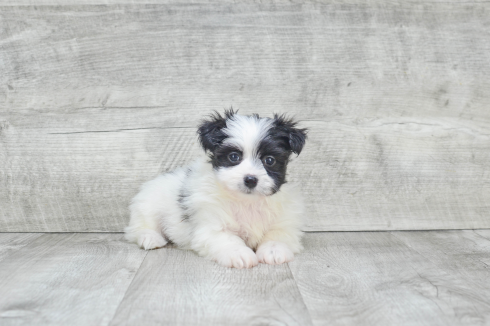 Fluffy Morkie Designer Pup