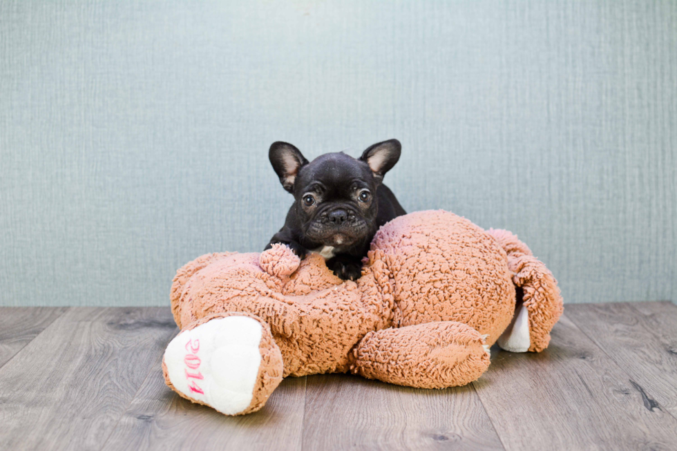 French Bulldog Puppy for Adoption
