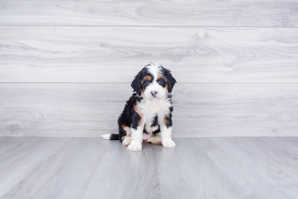 Energetic Bernadoodle Poodle Mix Puppy