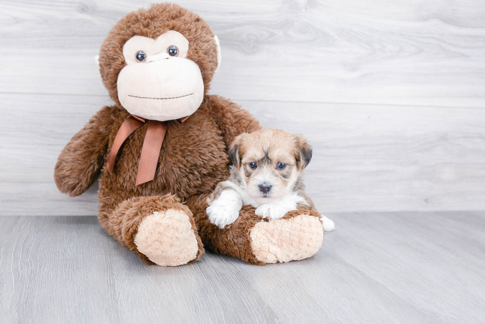 Morkie Pup Being Cute