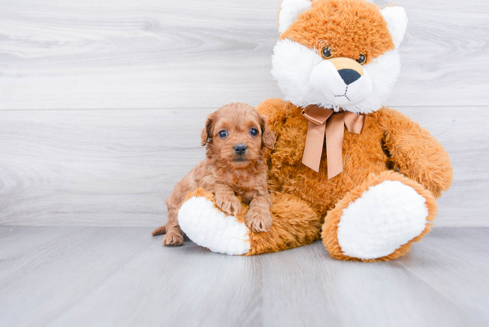 Popular Cockapoo Poodle Mix Pup