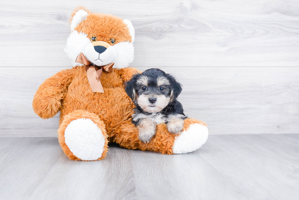 Morkie Pup Being Cute