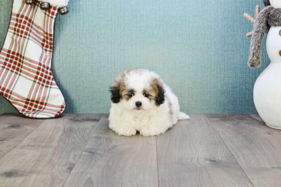 Petite Teddy Bear Designer Pup
