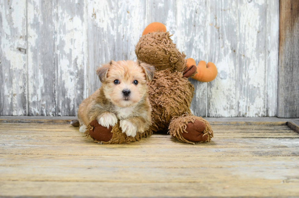 Cute Morkie Baby