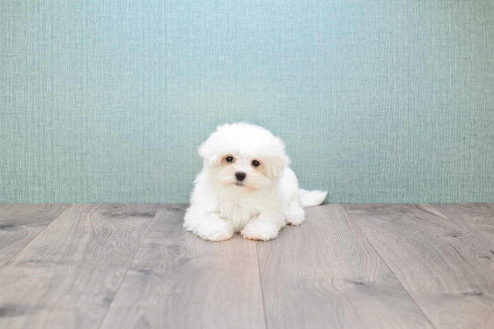 Hypoallergenic Maltese Baby