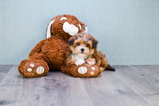 Small Morkie Baby