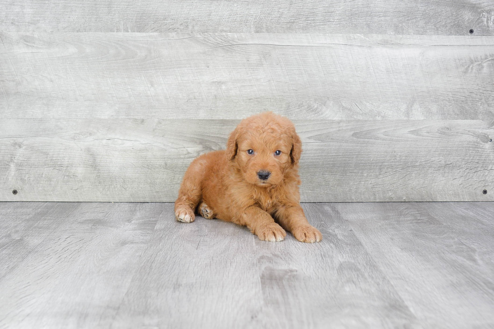 Funny Mini Goldendoodle Poodle Mix Pup