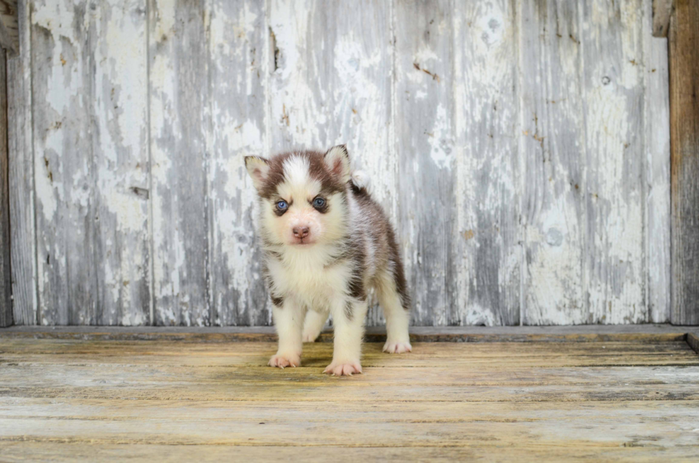Pomsky Puppy for Adoption