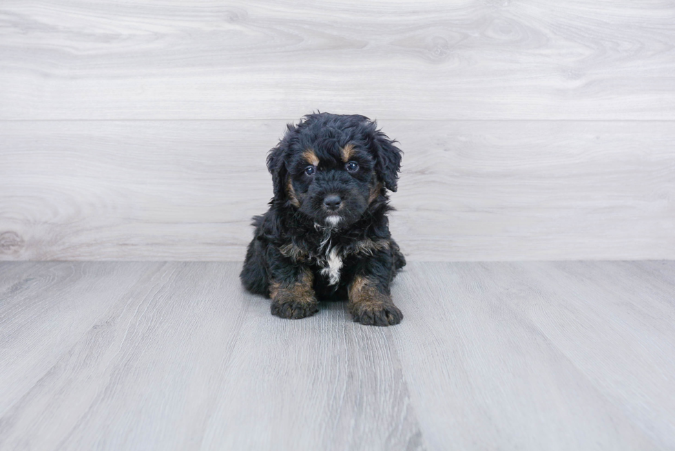 Energetic Mini Berniedoodle Poodle Mix Puppy
