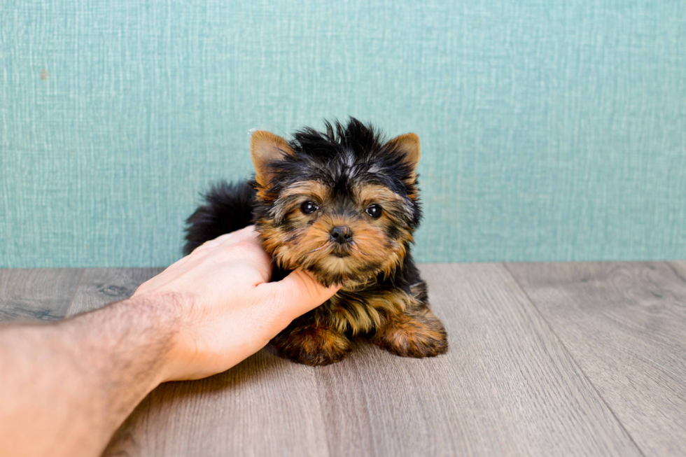 Meet Tinkerbell - our Yorkshire Terrier Puppy Photo 
