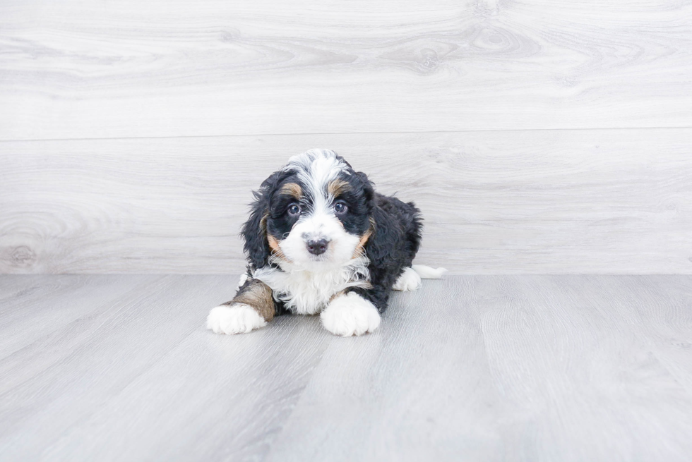 Little Bernadoodle Poodle Mix Puppy