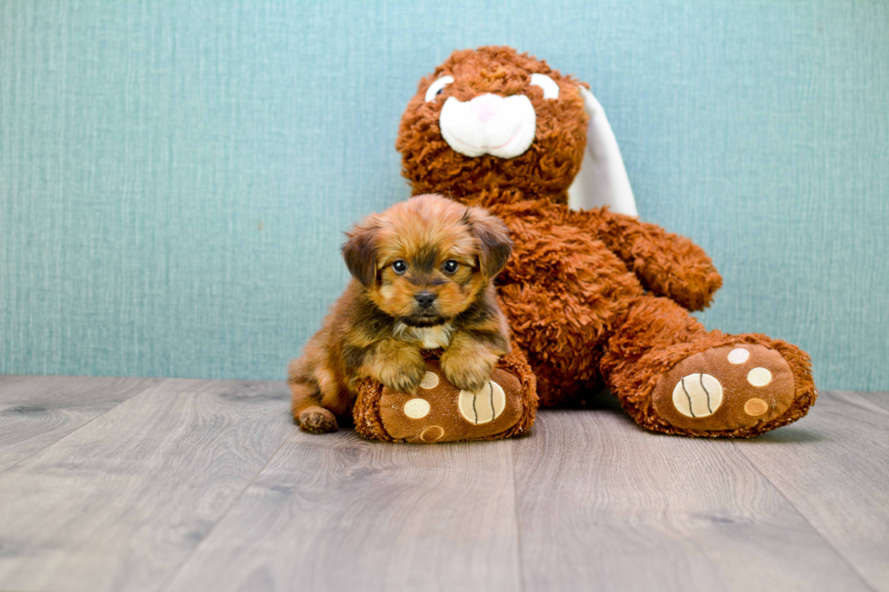 Best Shorkie Baby