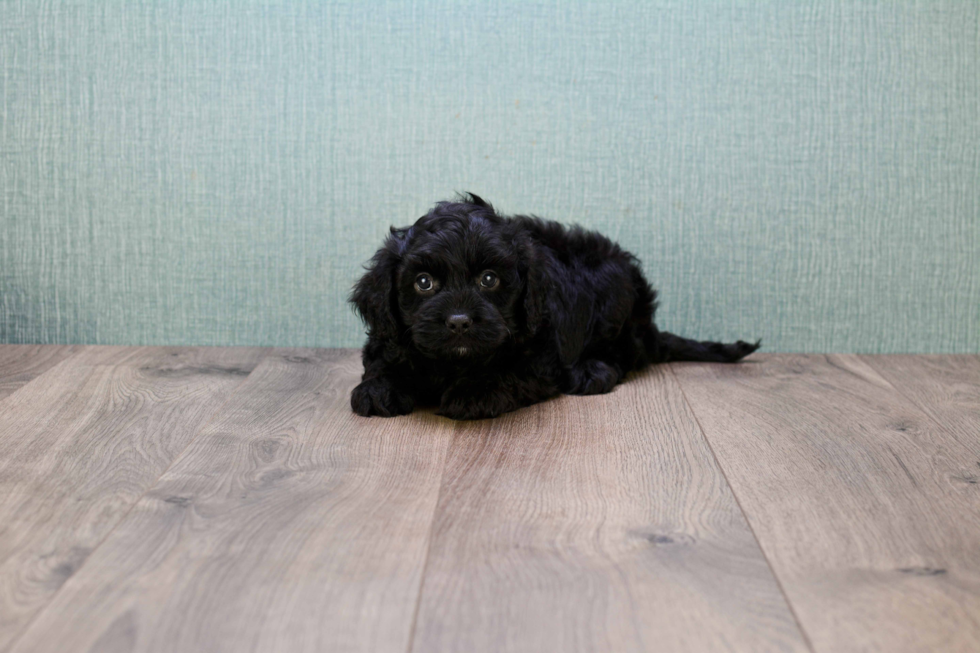 Popular Cavapoo Poodle Mix Pup