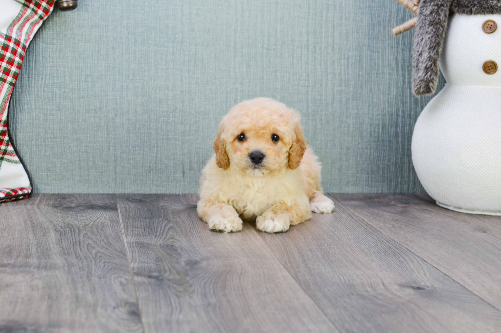 Best Maltipoo Baby