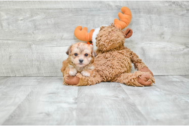 Cute Morkie Baby
